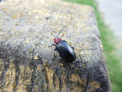 Cacoscelis nigripennis