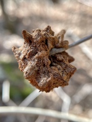 Callirhytis seminator