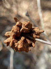 Callirhytis seminator