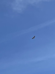 Buteo jamaicensis