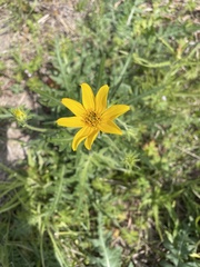 Engelmannia peristenia