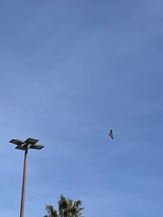 Buteo jamaicensis