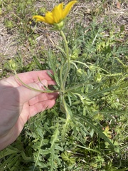 Engelmannia peristenia