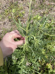 Engelmannia peristenia