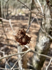 Callirhytis seminator