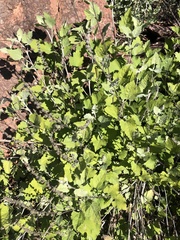 Ambrosia cordifolia