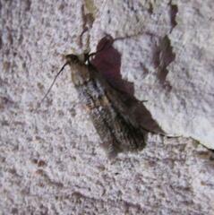 Zamagiria australella