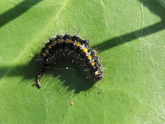 Callimorpha dominula