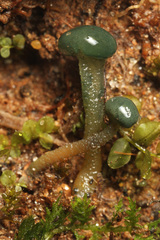 Leotia viscosa