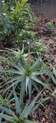 Asphodeloideae
