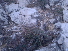 Camphorosma monspeliaca