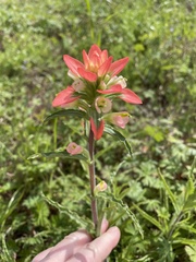 Castilleja indivisa