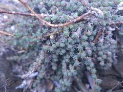 Camphorosma monspeliaca