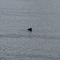 Phoca vitulina