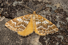 Asaphodes clarata