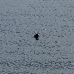 Phoca vitulina