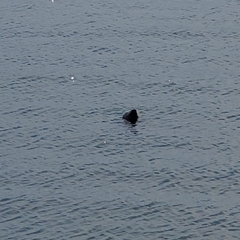 Phoca vitulina