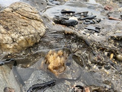 Leathesia marina