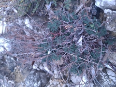 Limonium cordatum