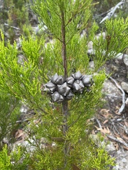 Callitris rhomboidea