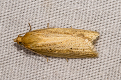 Clepsis leucaniana