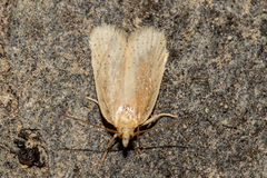 Clepsis leucaniana