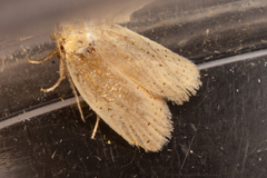 Clepsis leucaniana