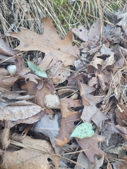 Erythronium umbilicatum