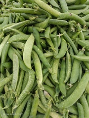 Pisum sativum sativum