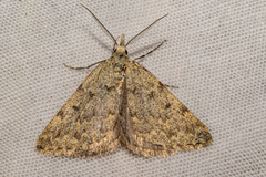 Dichromodes sphaeriata