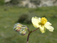 Helianthemum oelandicum