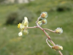 Helianthemum oelandicum