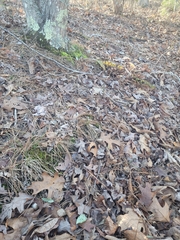 Erythronium umbilicatum