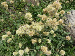 Gomphrena perennis