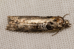 Harmologa