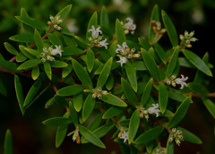 Acrothamnus spathaceus