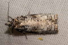 Harmologa
