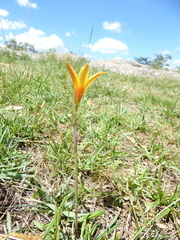 Zephyranthes tubispatha