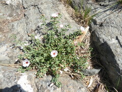 Pavonia cymbalaria