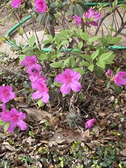 Rhododendron
