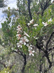 Leptospermum grandiflorum