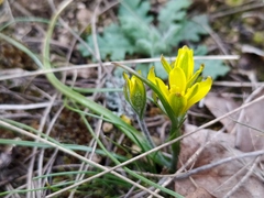 Gagea bohemica