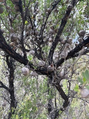 Leptospermum grandiflorum