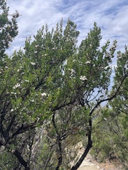 Leptospermum grandiflorum