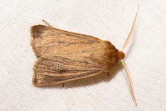 Ichneutica lissoxyla