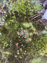 Cladonia pleurota