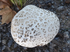 Calvatia