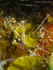Ancylomenes pedersoni