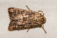 Ichneutica morosa