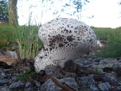 Calvatia